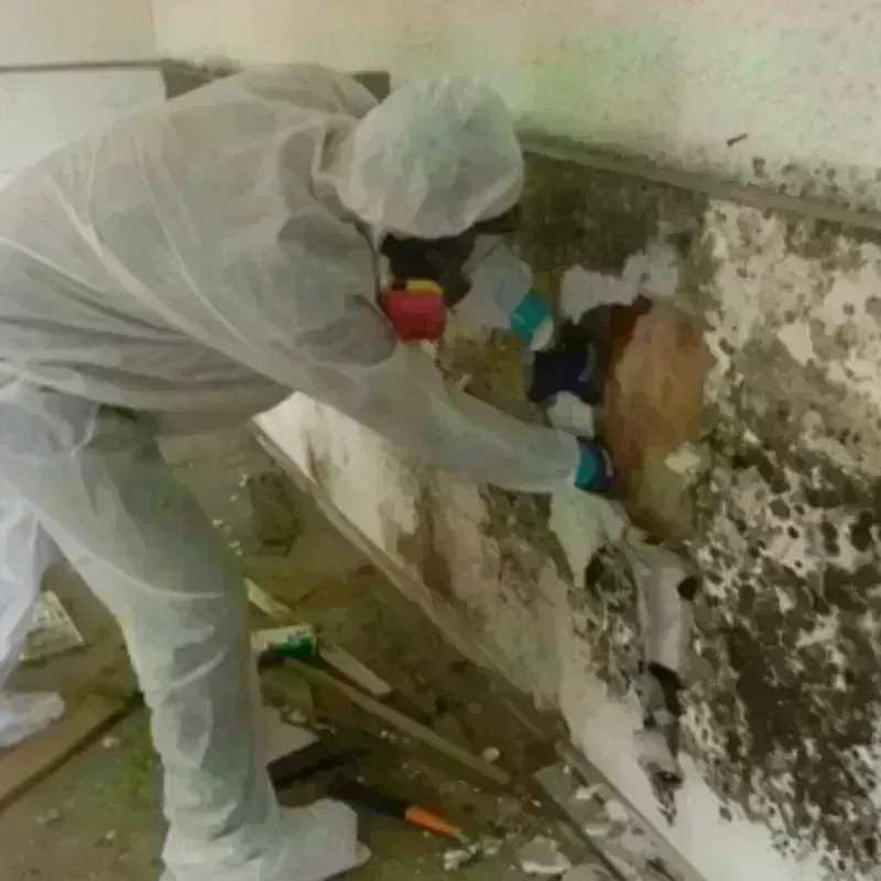 Mold Remediation and Removal in Tonganoxie, KS